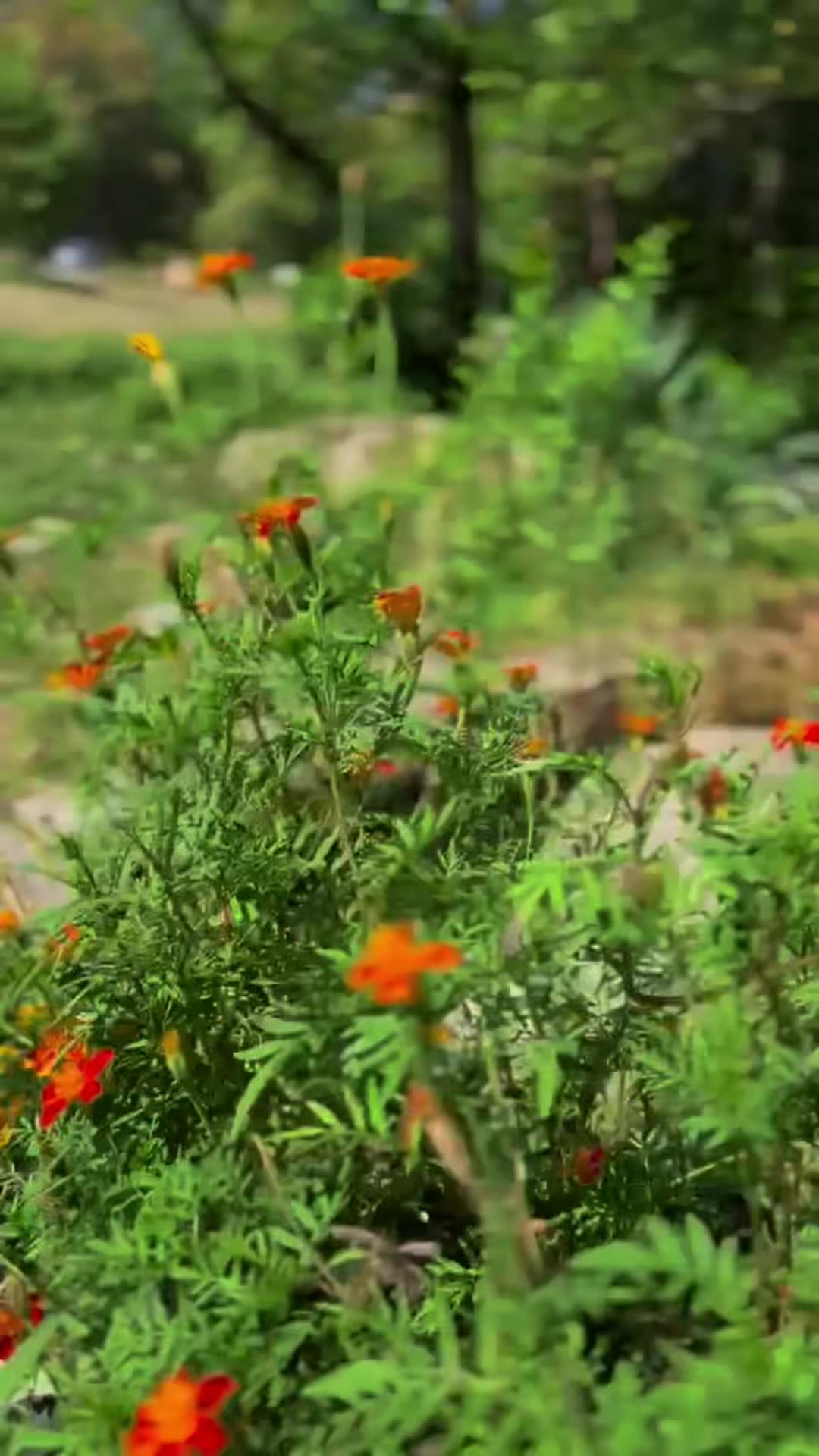 @Kamran🇦🇿