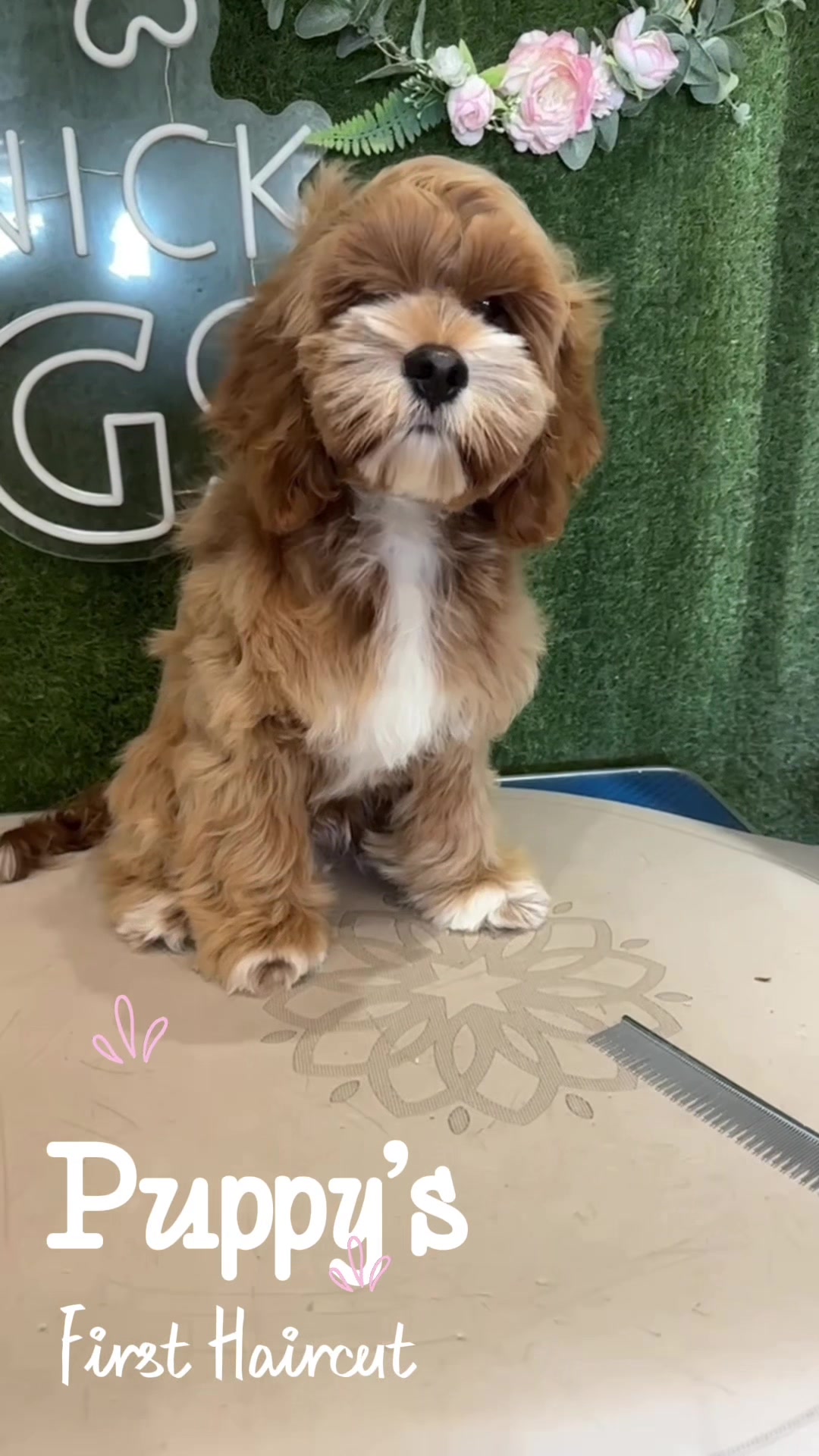 @DevenickDogs