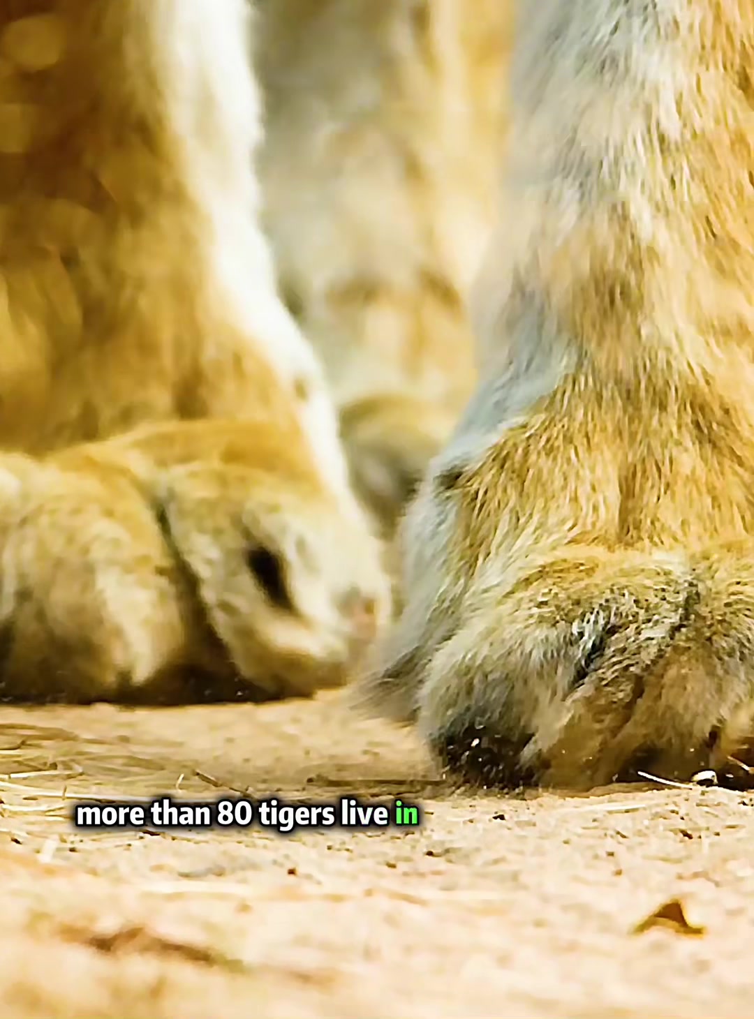 @look animals