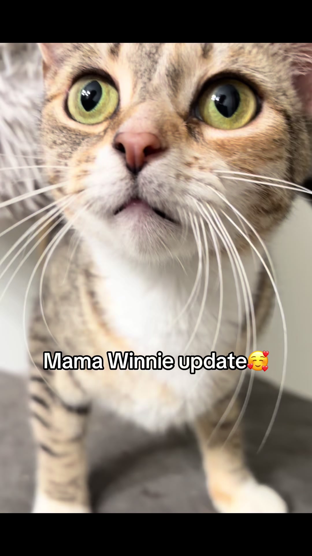 @Kovu&rsquo;s Kitties