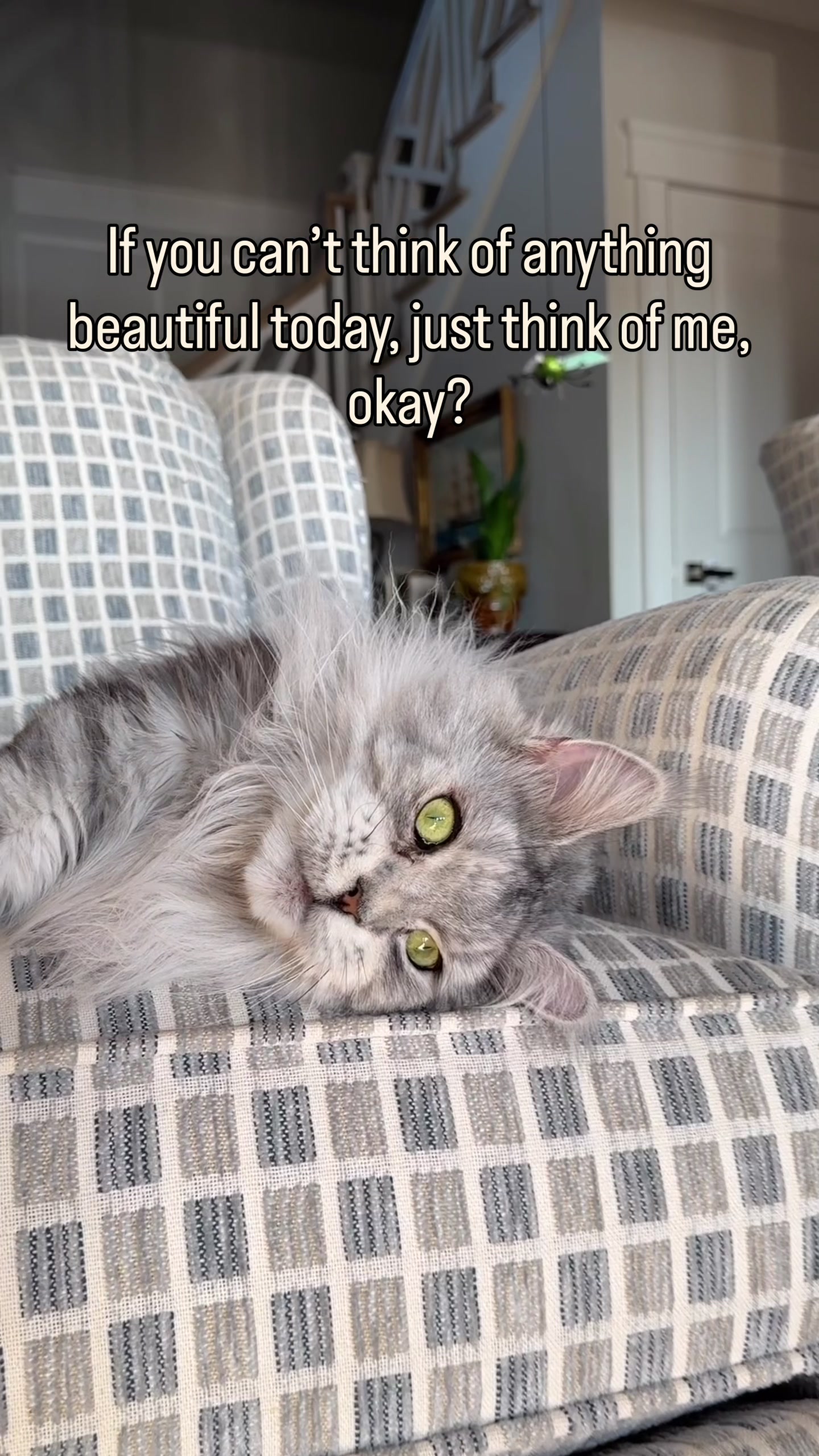 @Winnie: Maine Coon Kitty