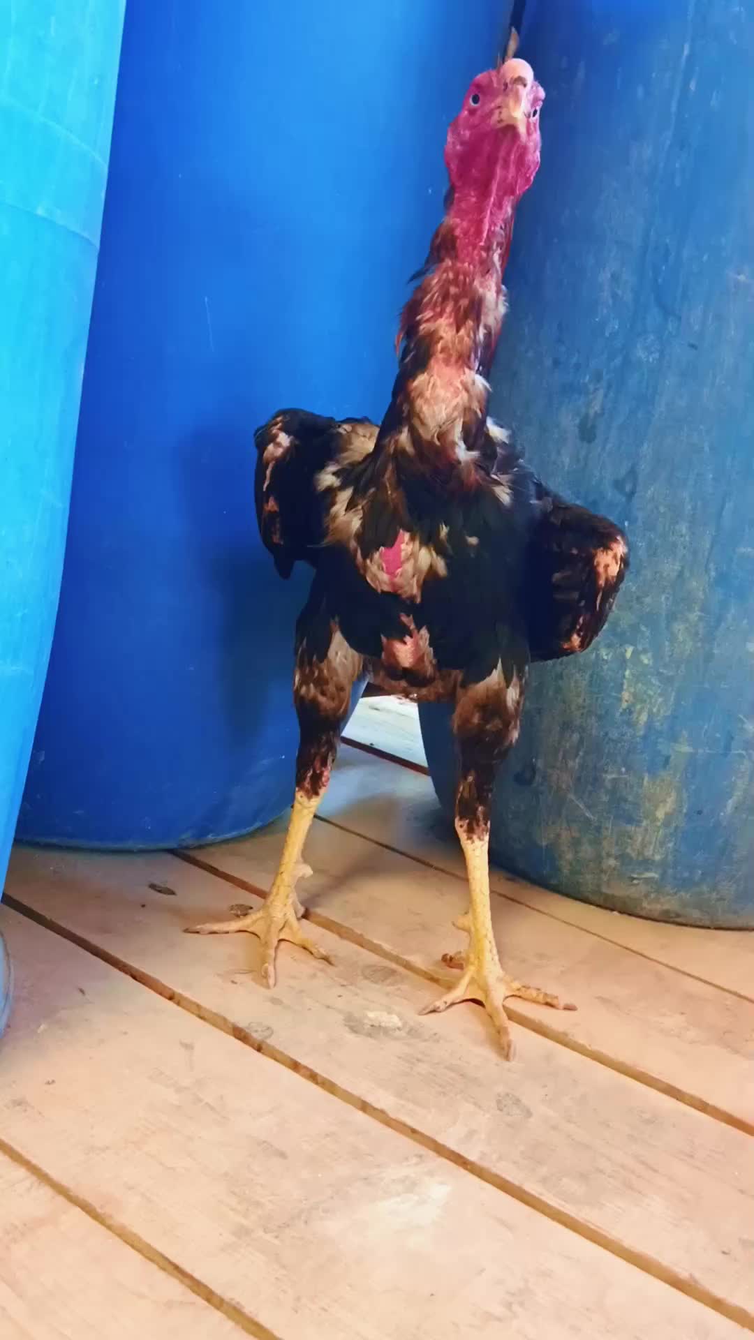@H&uuml;seyin _t&uuml;fekli 🦅