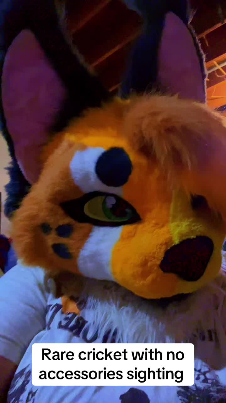 @Cricket✨🫧🔜indyfurcon 26✨