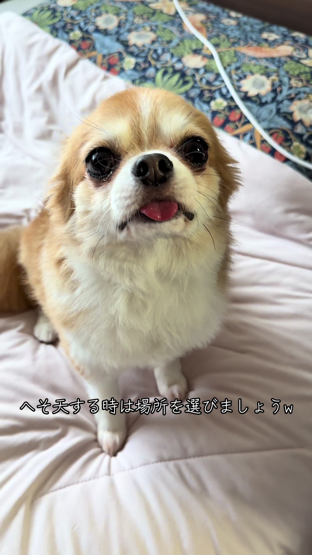 @心太