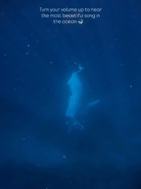 @Deep Sea Diaries