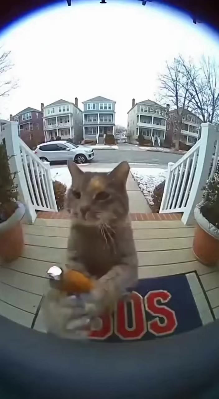 @petsmadnesstv