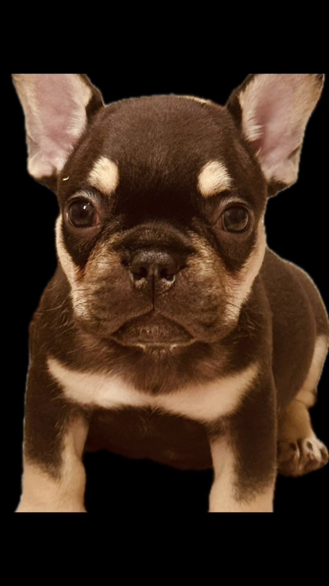 @Matchless Frenchies