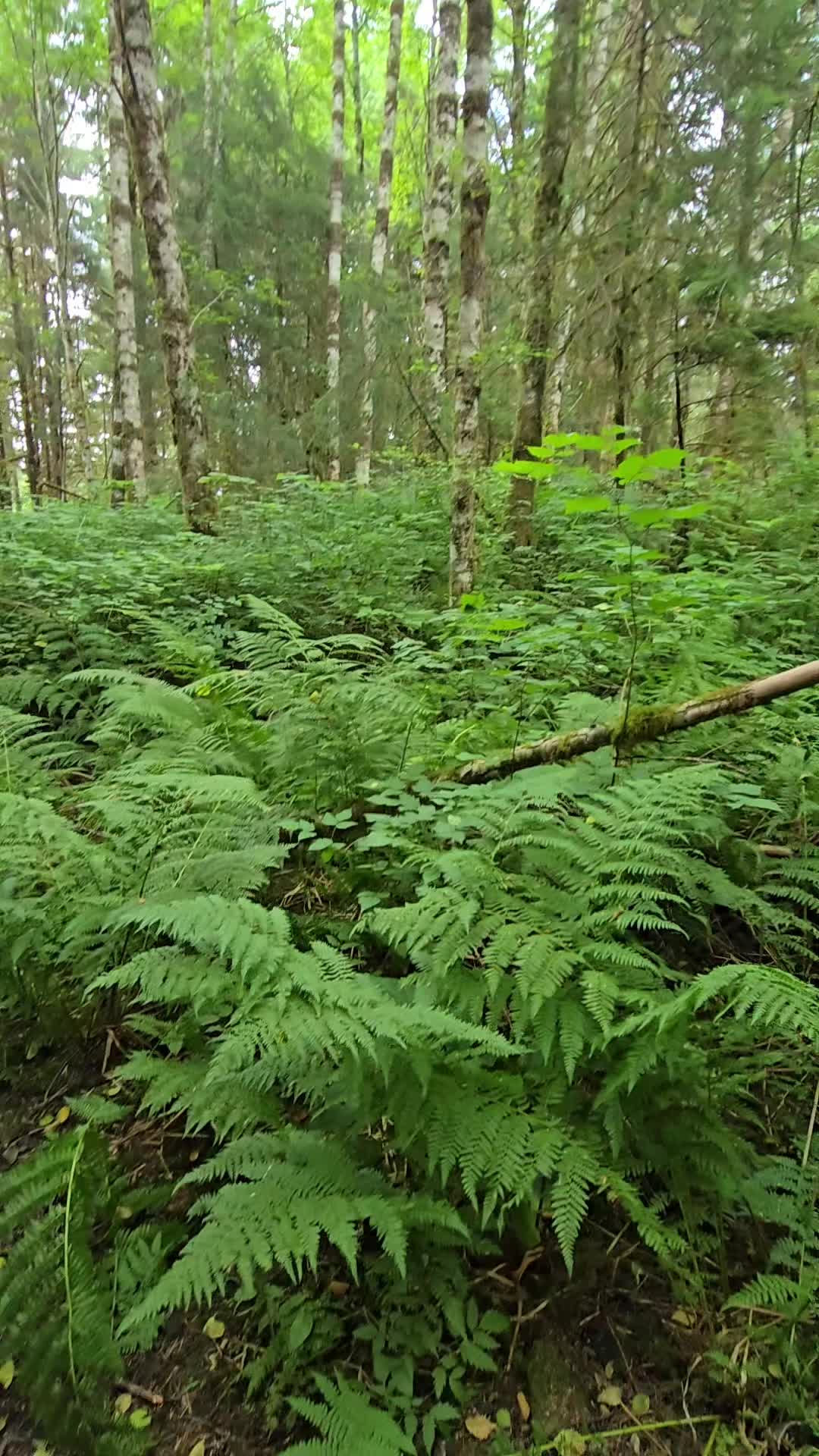 @Alaska's jim stone living wild