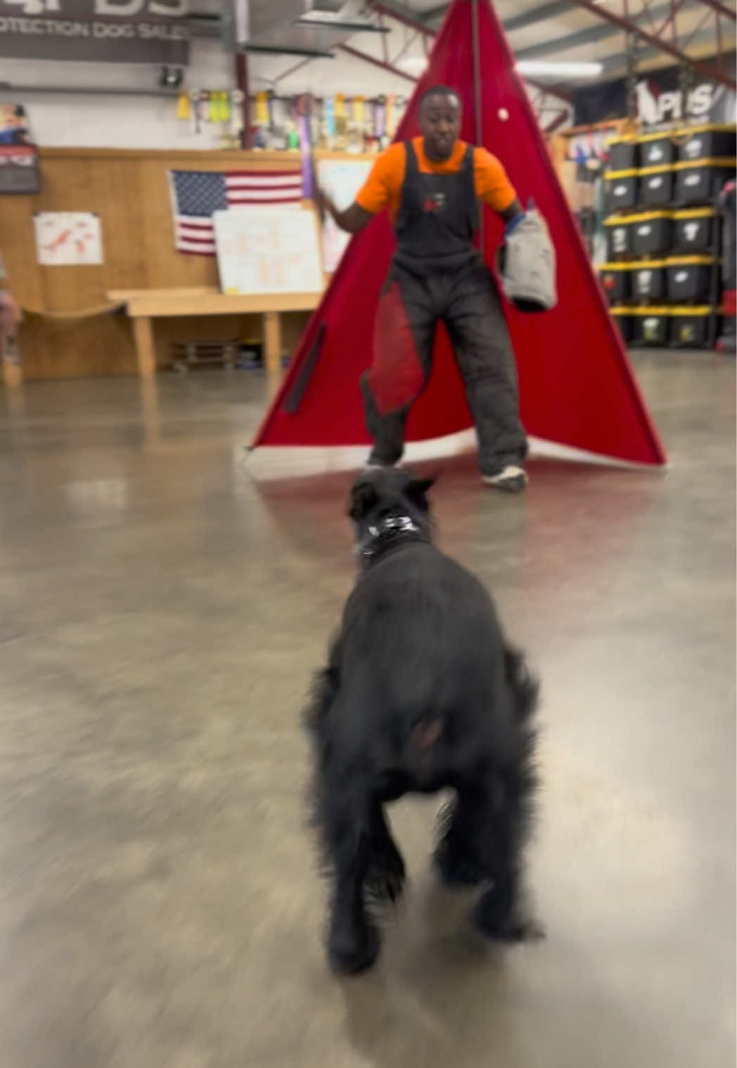 @Protection Dog Sales