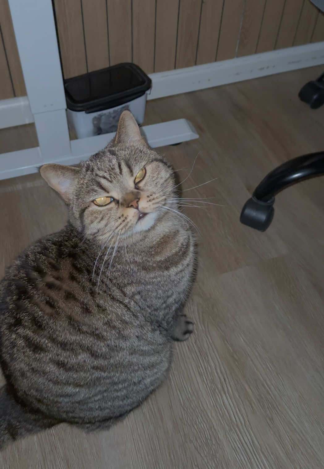 @Sonja_Kitty-Cat