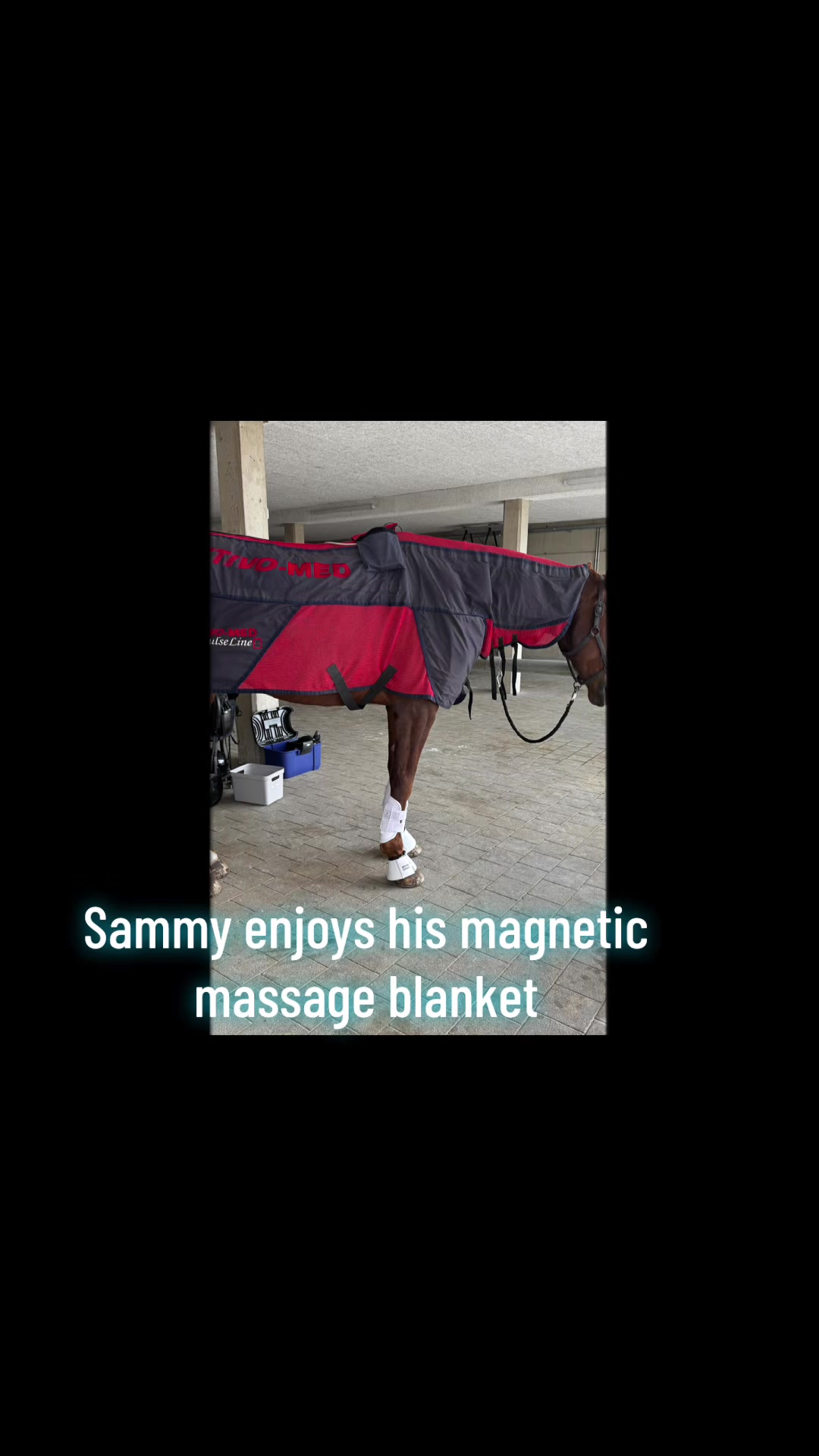 @Simbim & Friends 🐴🐕