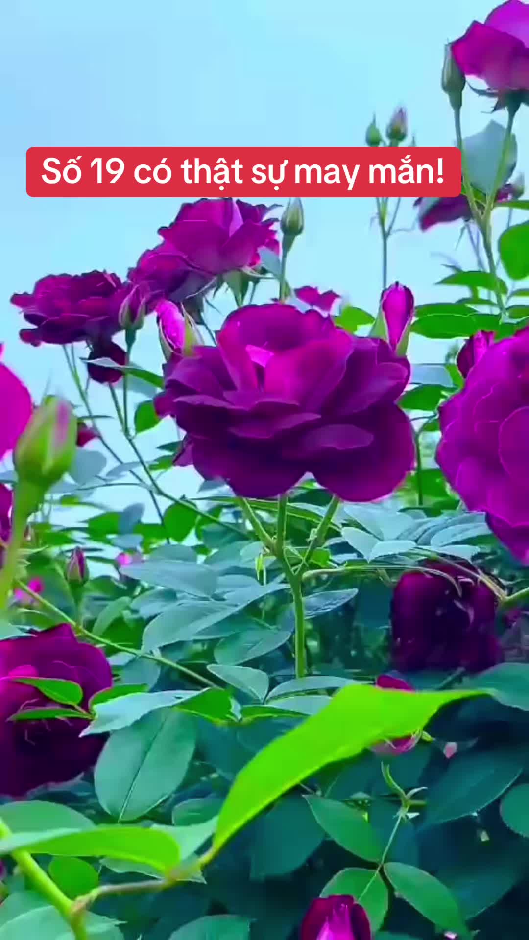 @Hoa Hướng Dương 6768