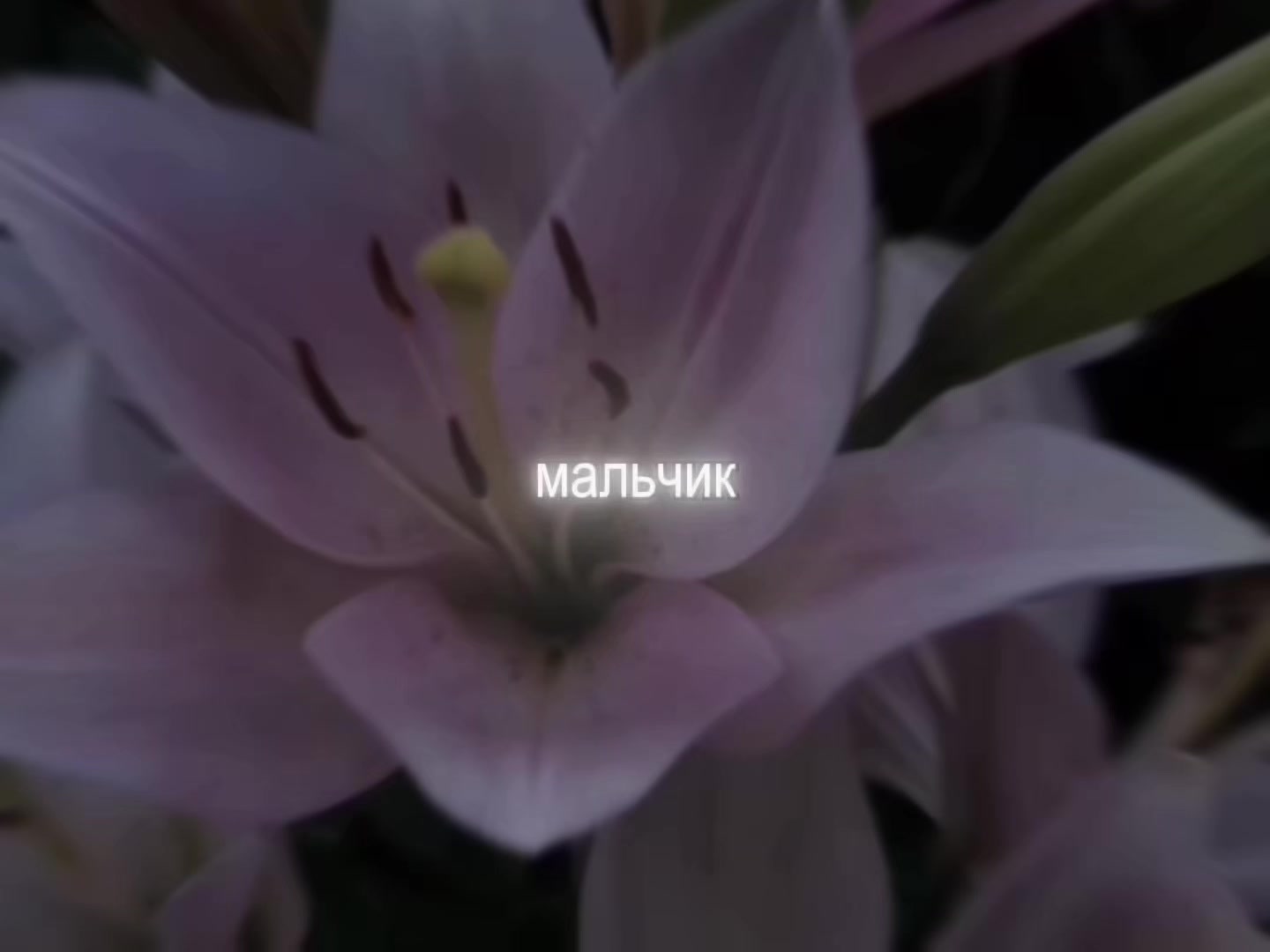@звуки для липсингов
