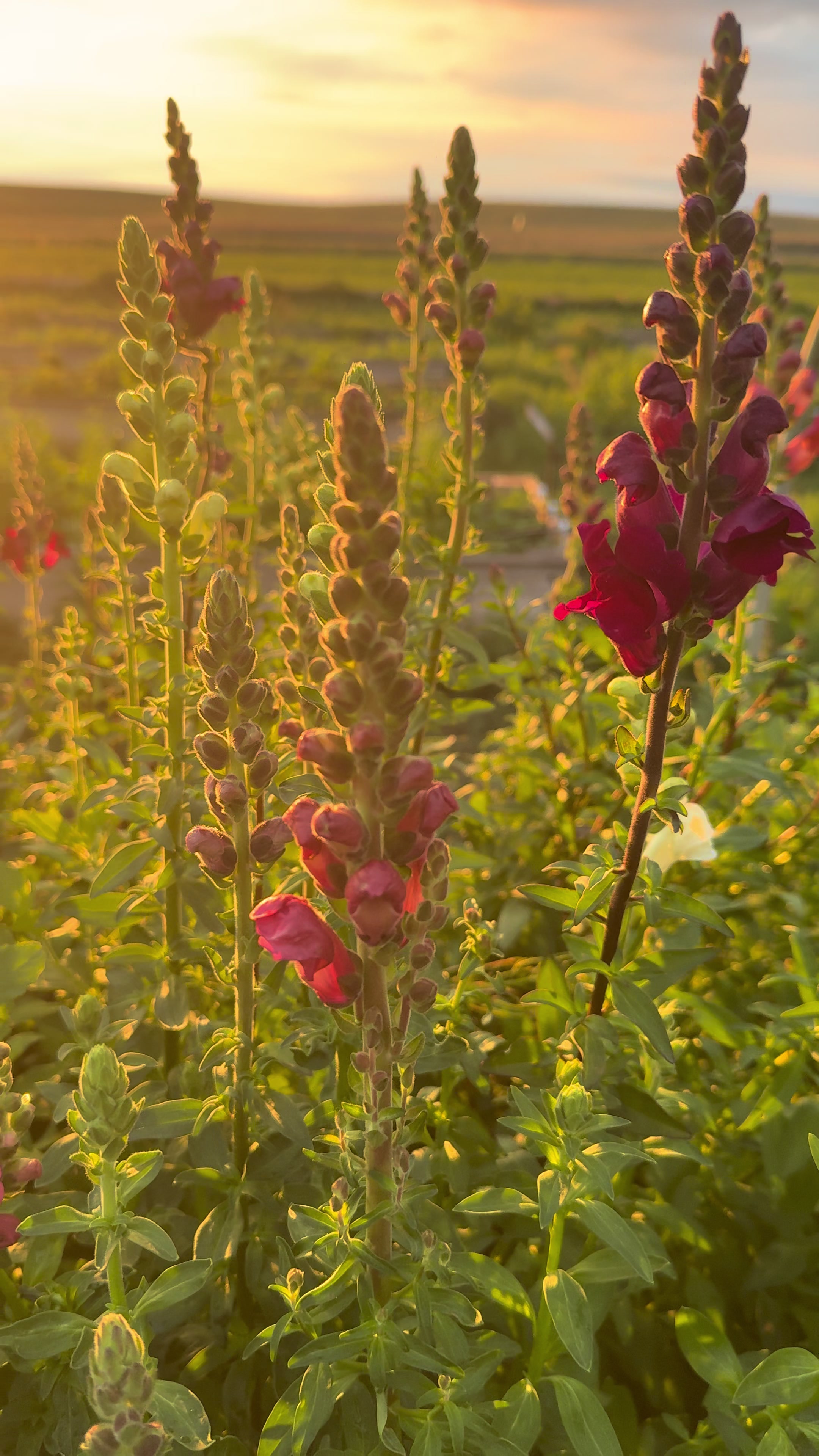 @Sandy Acres Farm