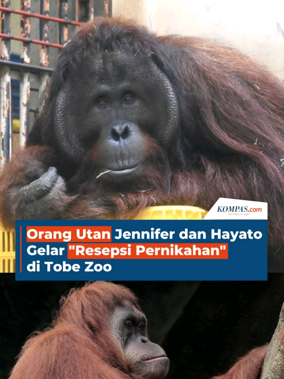 @Kompas.com