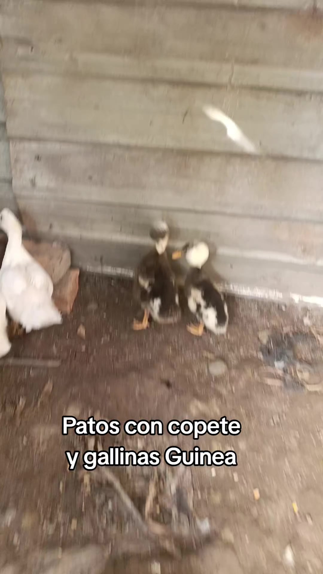 @Iván ft