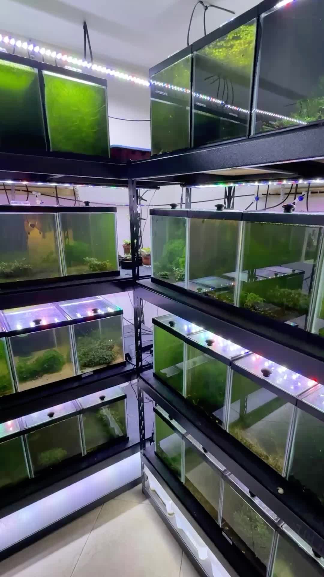 @Daku Aquatics
