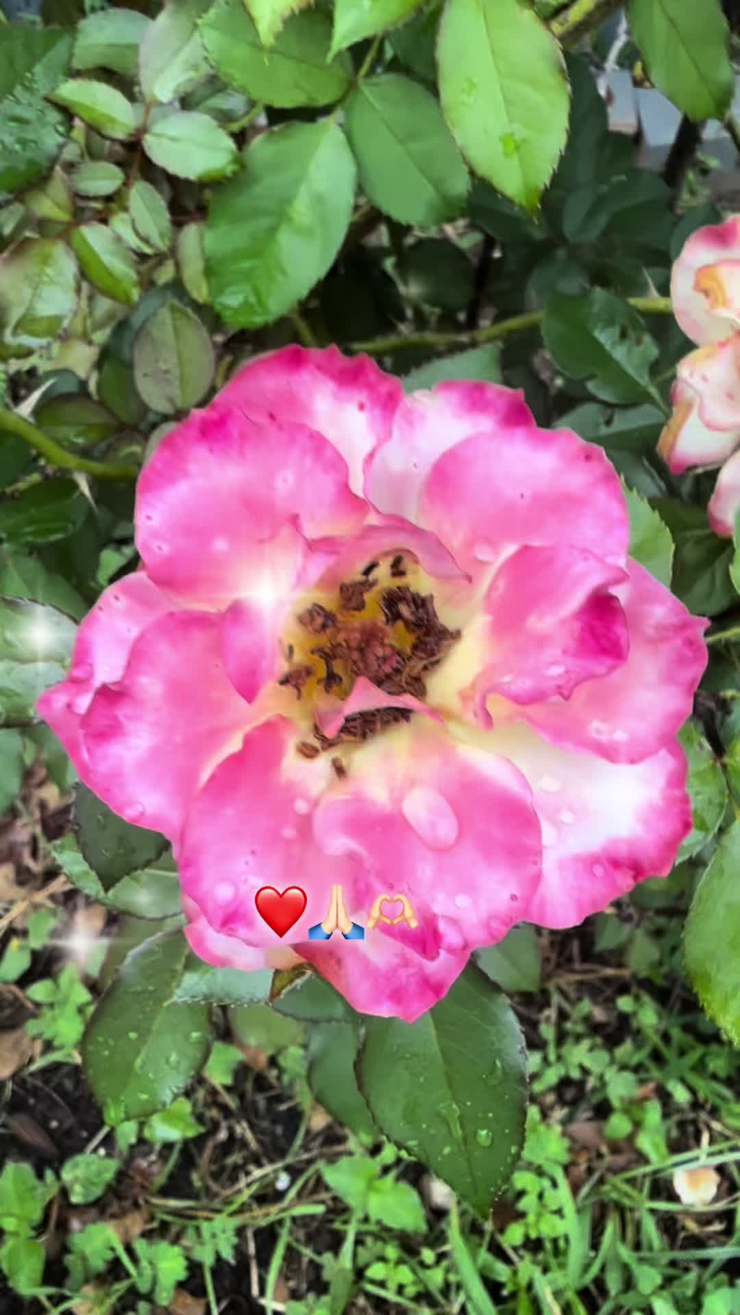 @marisolreyes1118