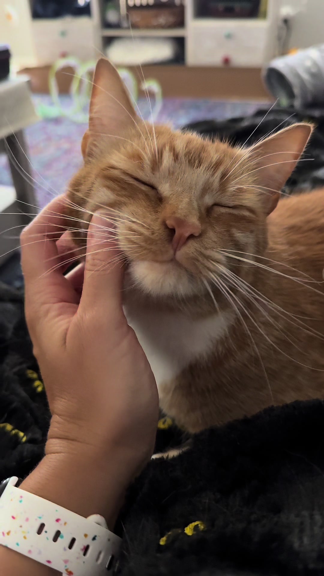 @furtastic4cats