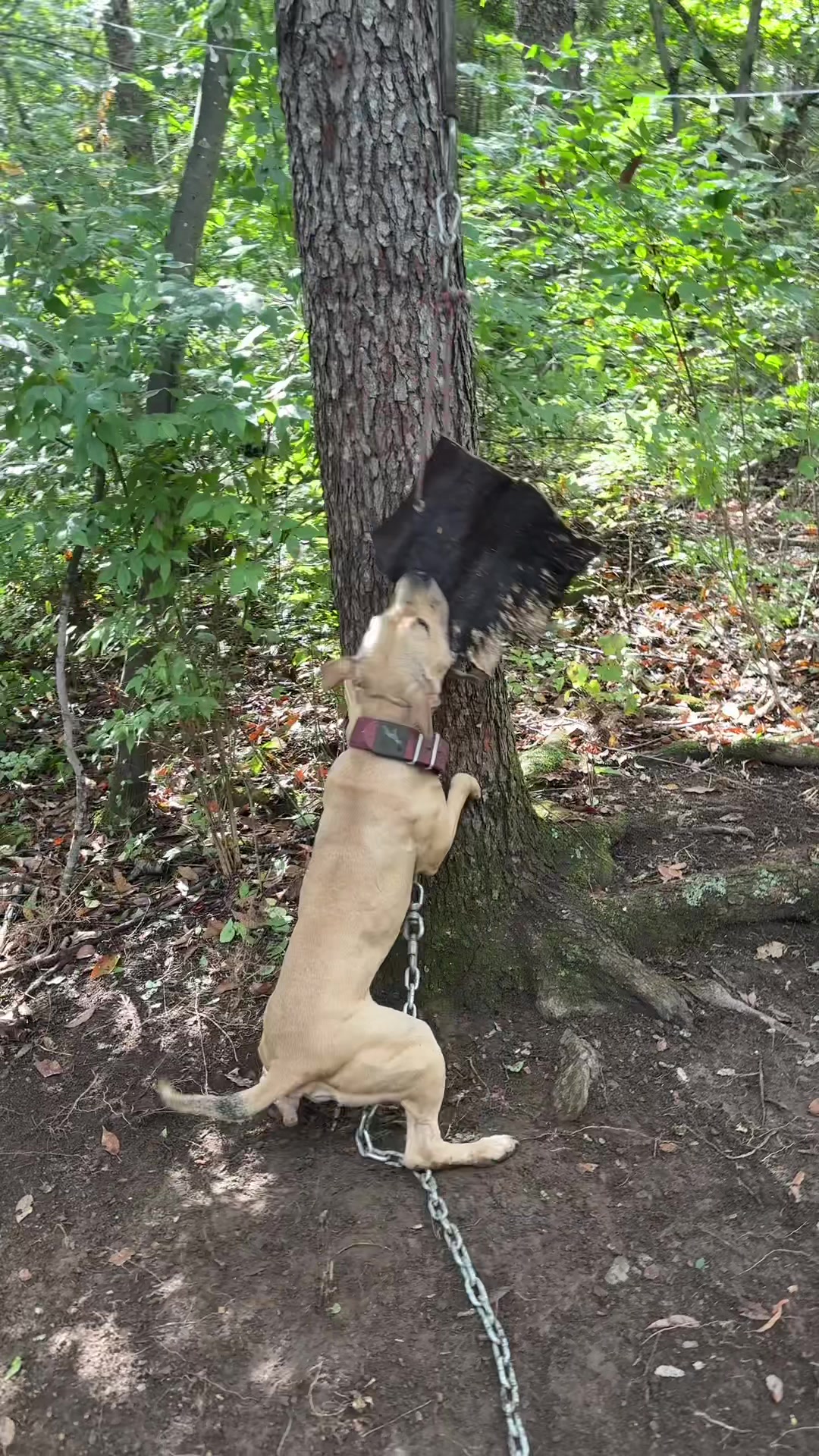 @ConcreteJungle_apbt