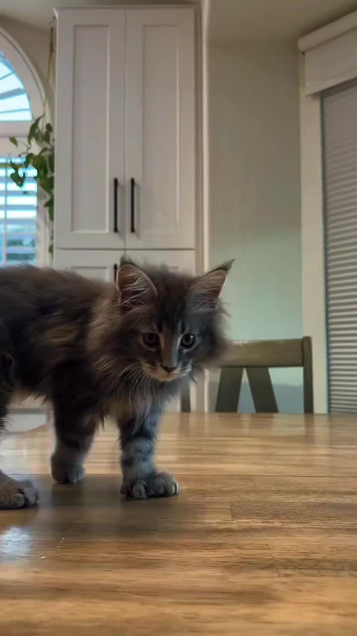@Maine Coon Kittens