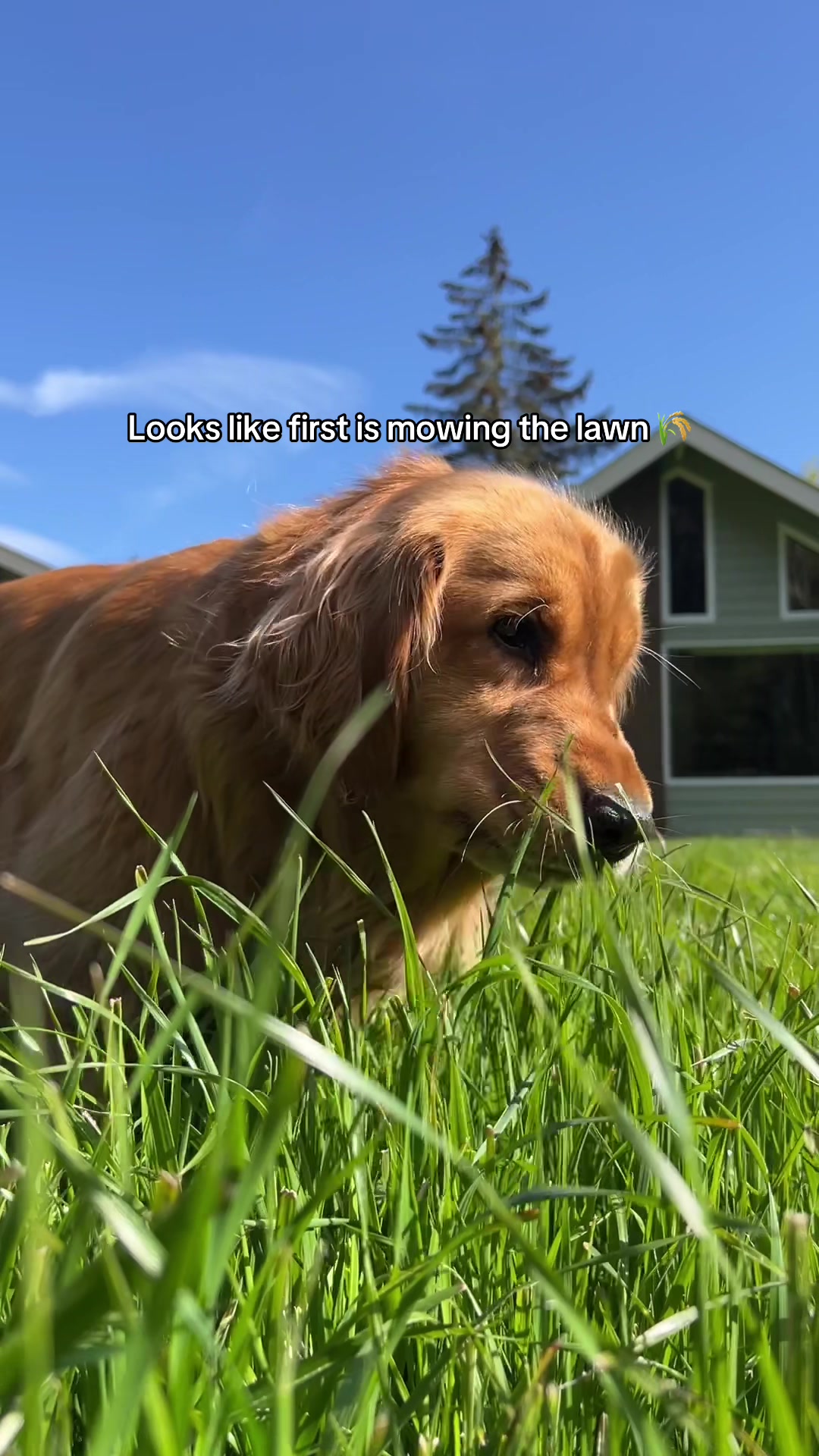 @Pacha and Bucket the Goldens
