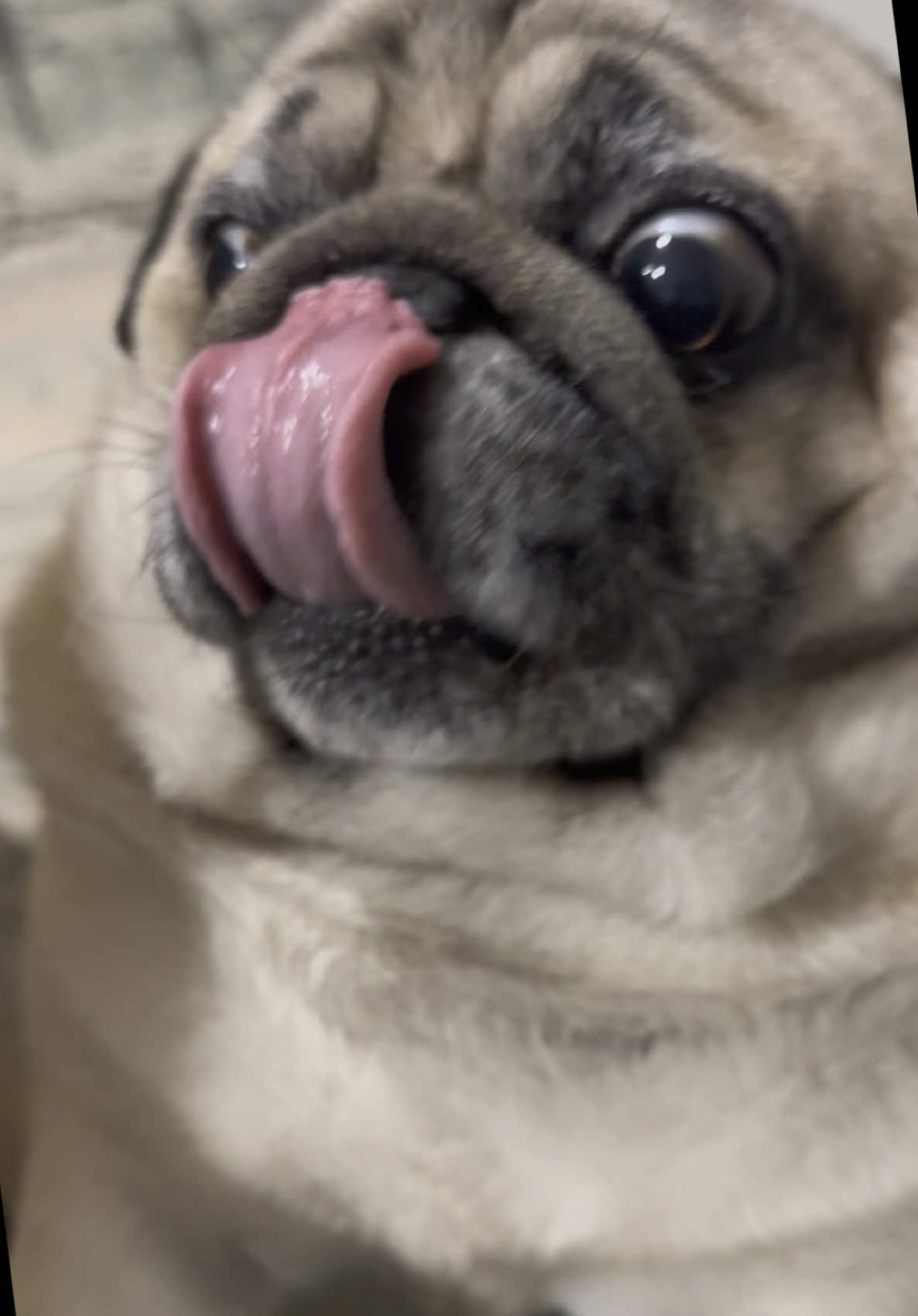 @Pug_bulka