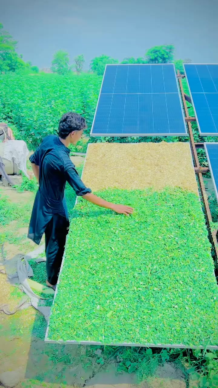 @🌱🌿شانی مہر ☘️🍃🌻