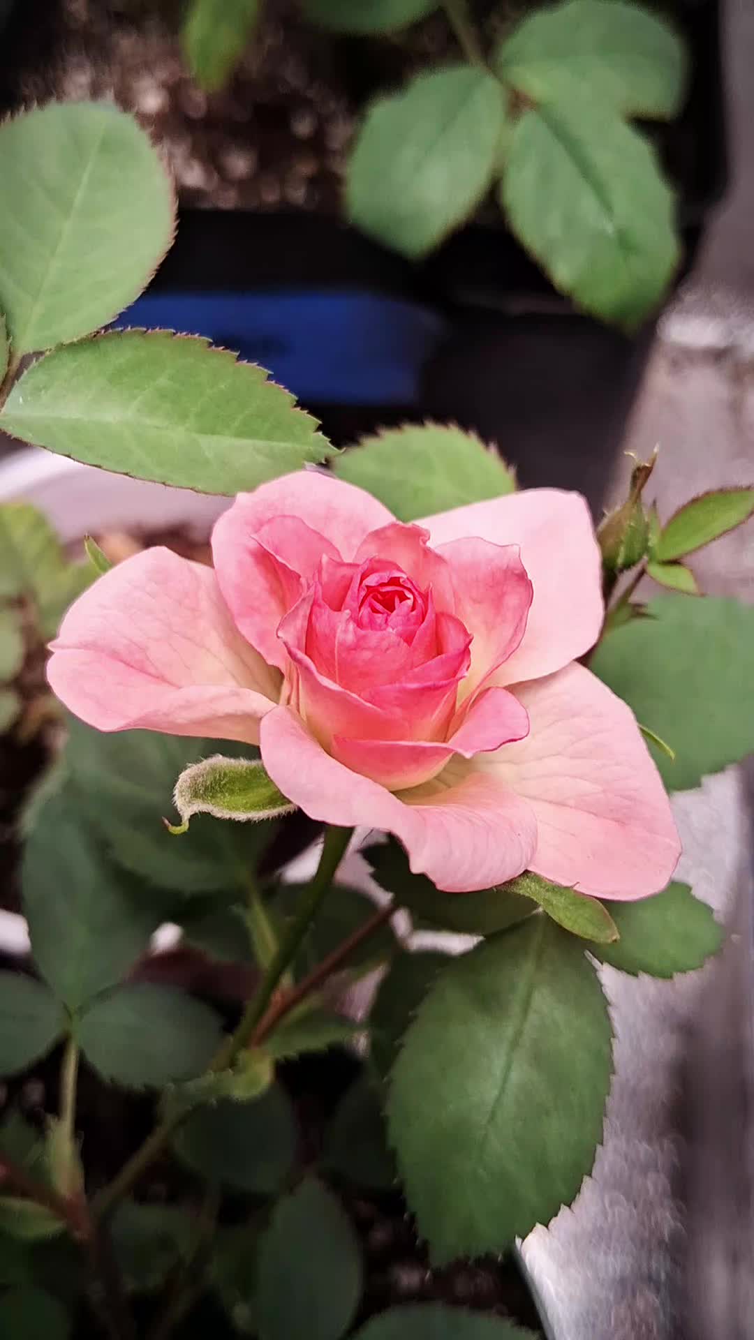 @RoseGardenMT