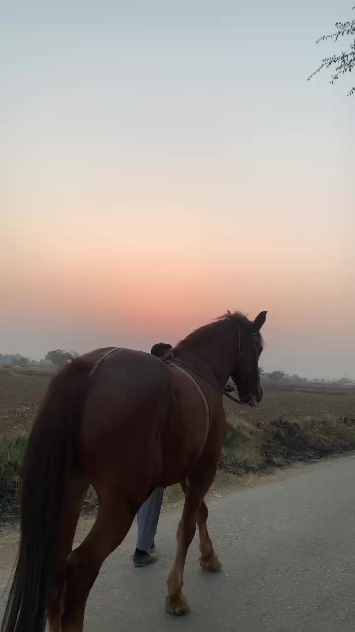 @مرکزی ذوالجناح تلہ گنگ