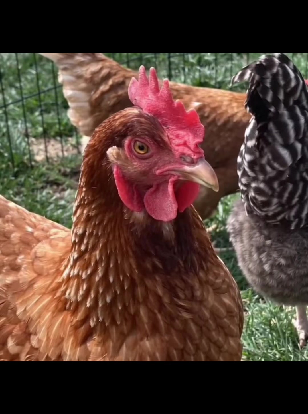 @Mary♥️🐓🤘