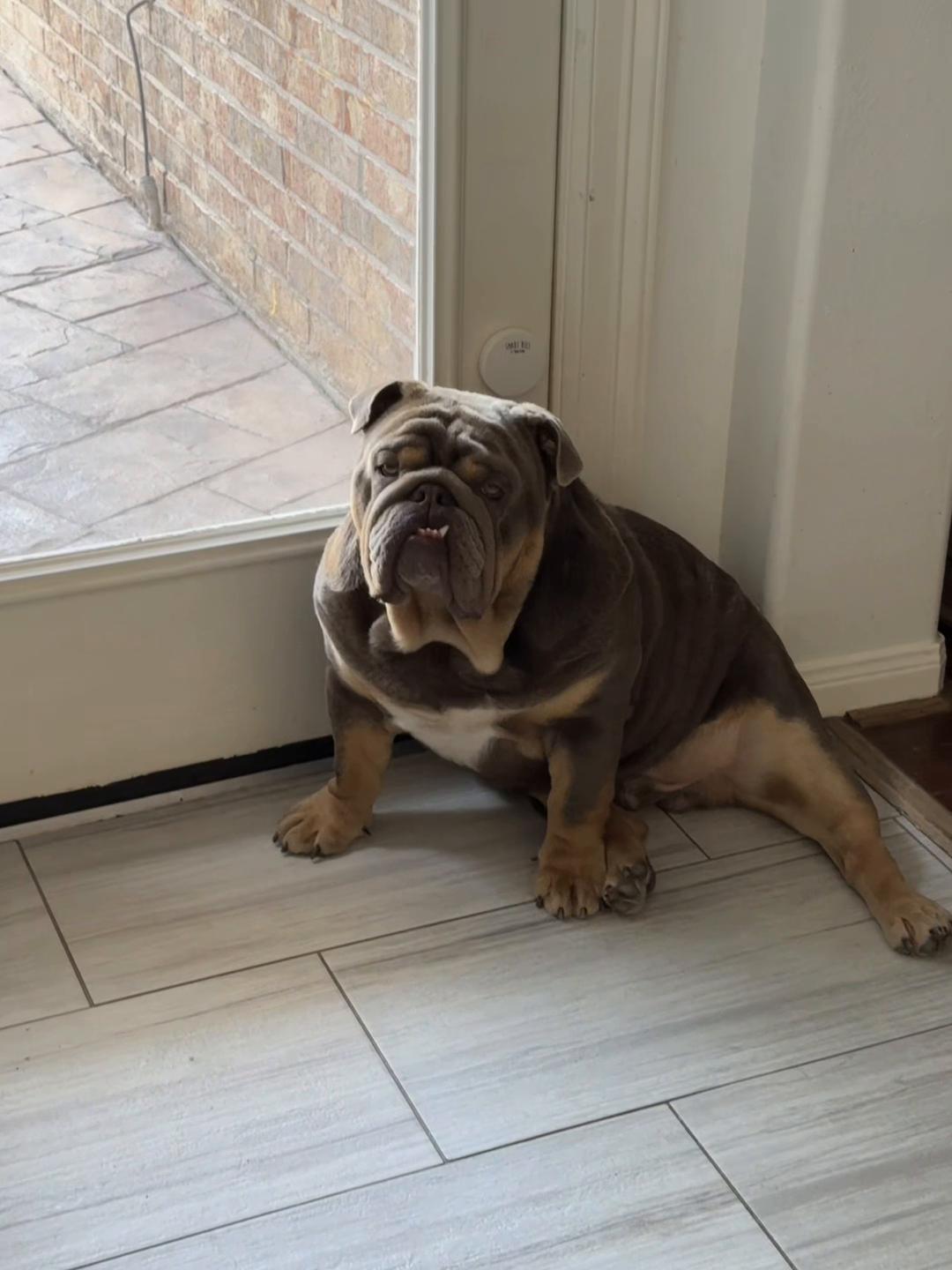 @RawlsTheBulldog