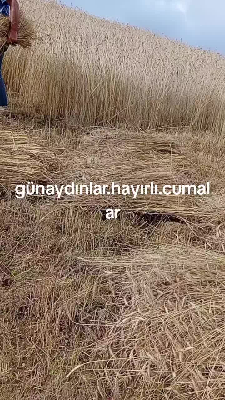 @Barkin Vergili