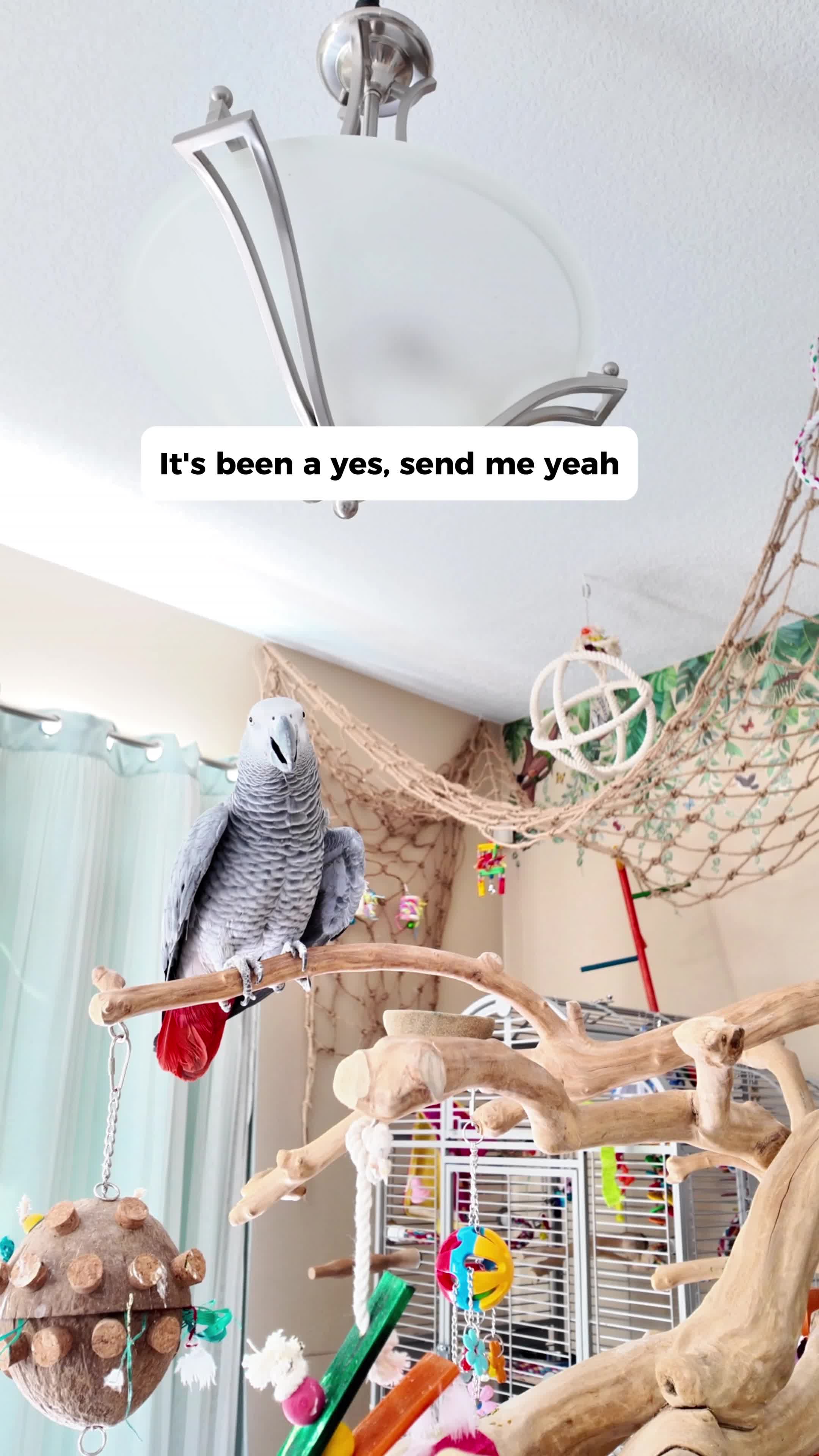 @Gizmo The Grey Bird