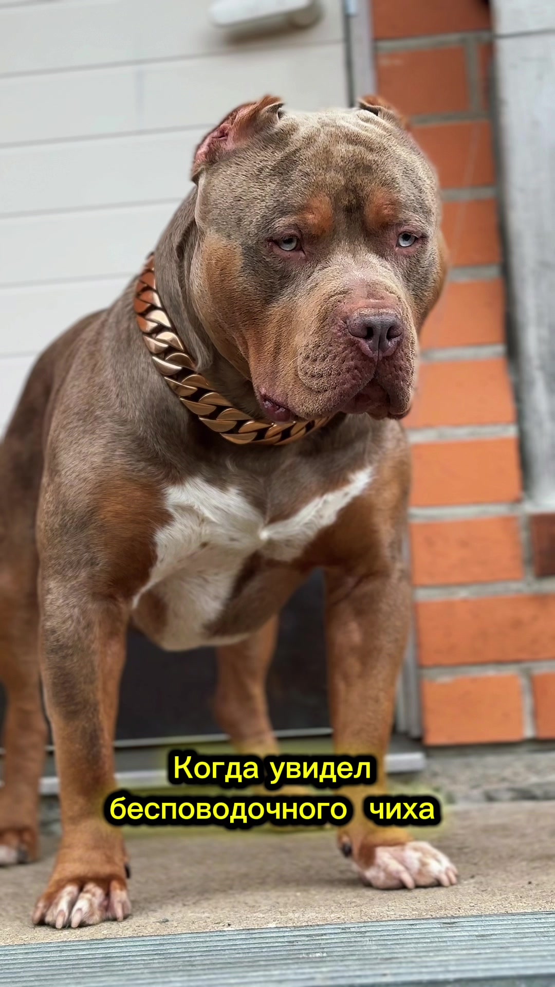 @MATRANG_dogs