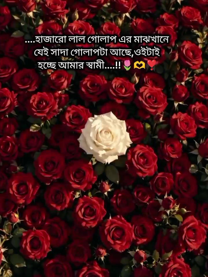 @đAyesha'r Ammuđ
