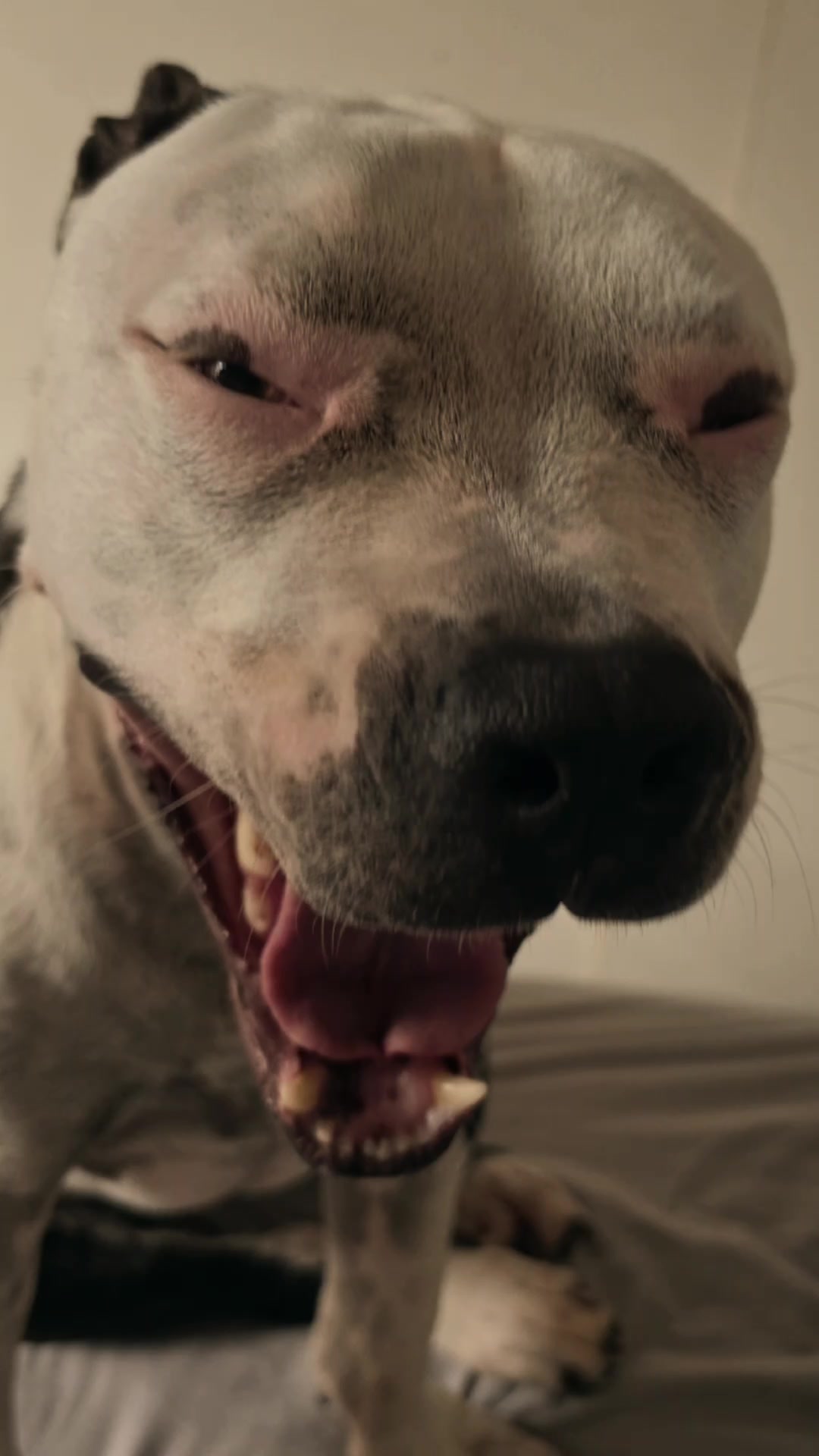 @Pittbull Brucegriebeler