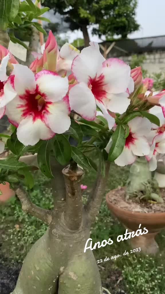 @Eugenio Amante de Rosas