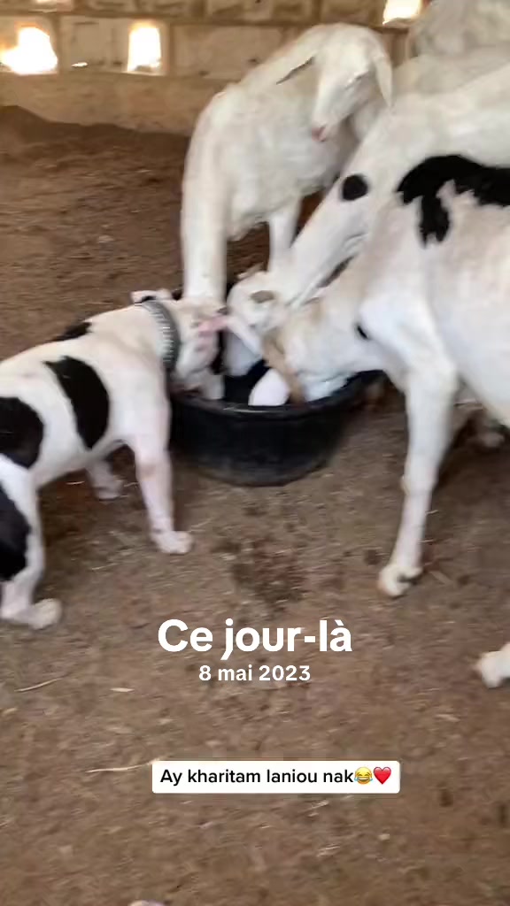 @Momoparleauxchiens🇸🇳🇩🇪
