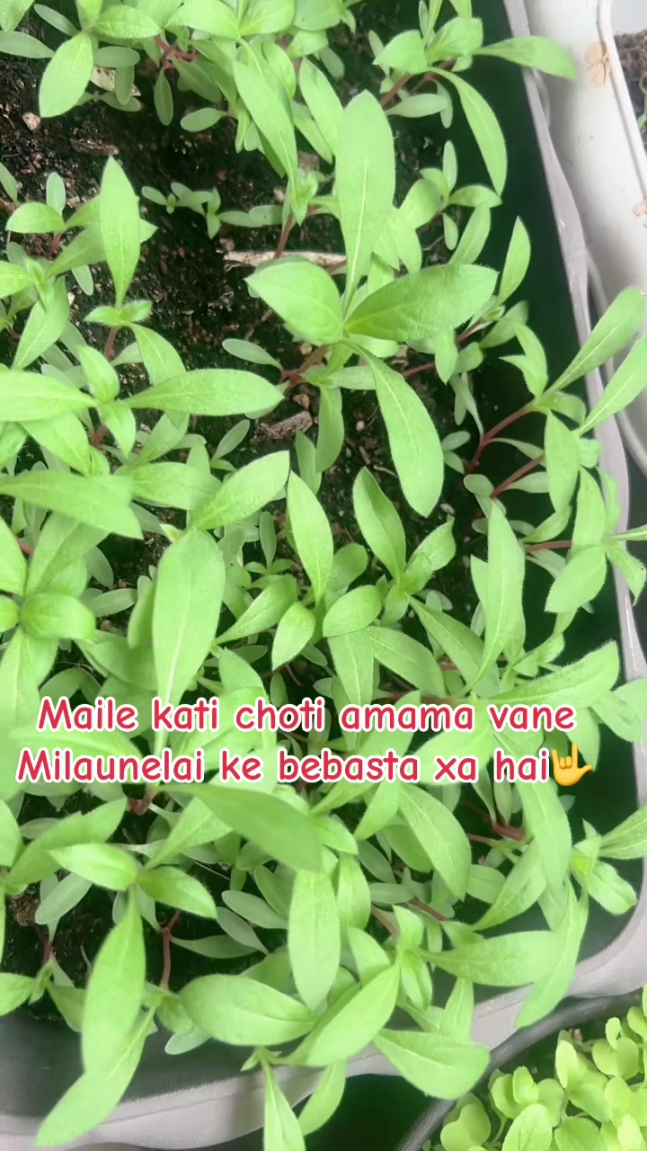 @me Radhika
