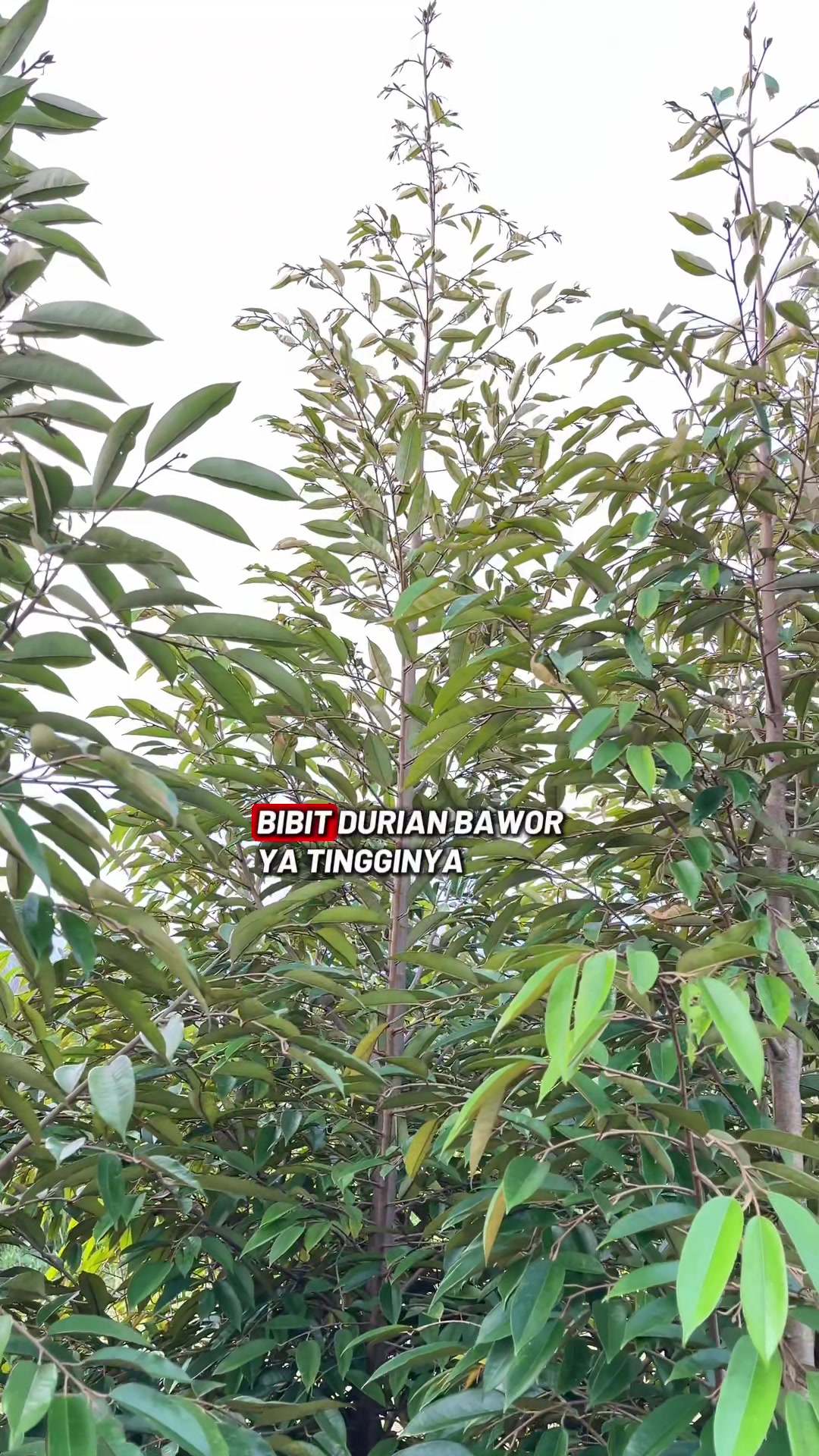 @RATU BIBIT