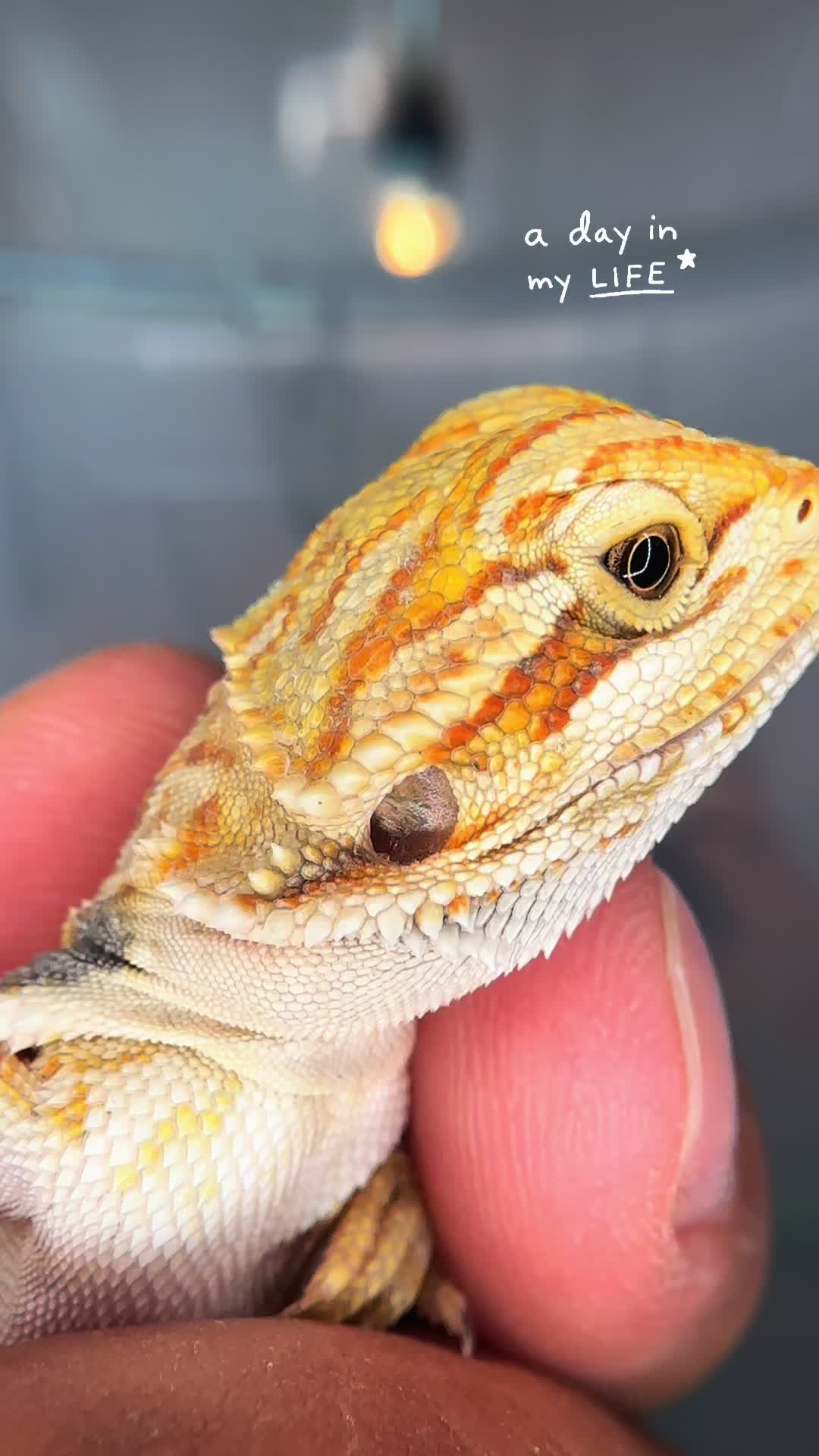 @reptile_garage