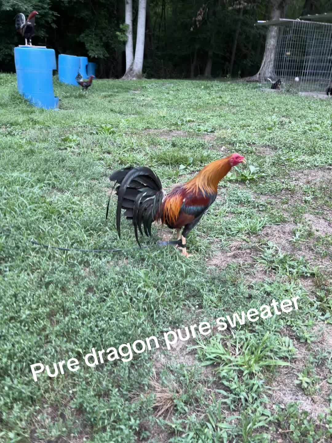 @Dragon game farm