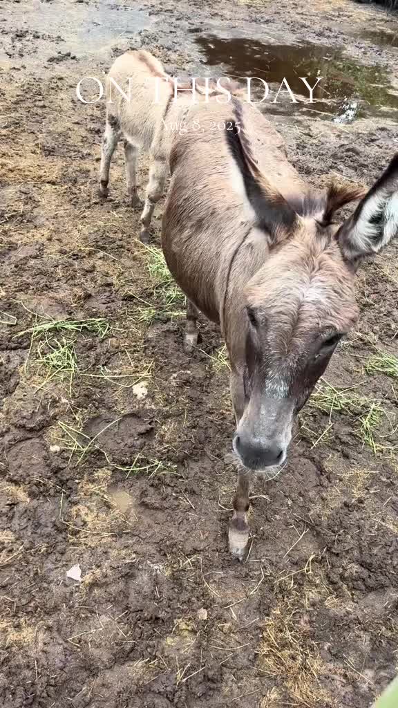 @Fenrir