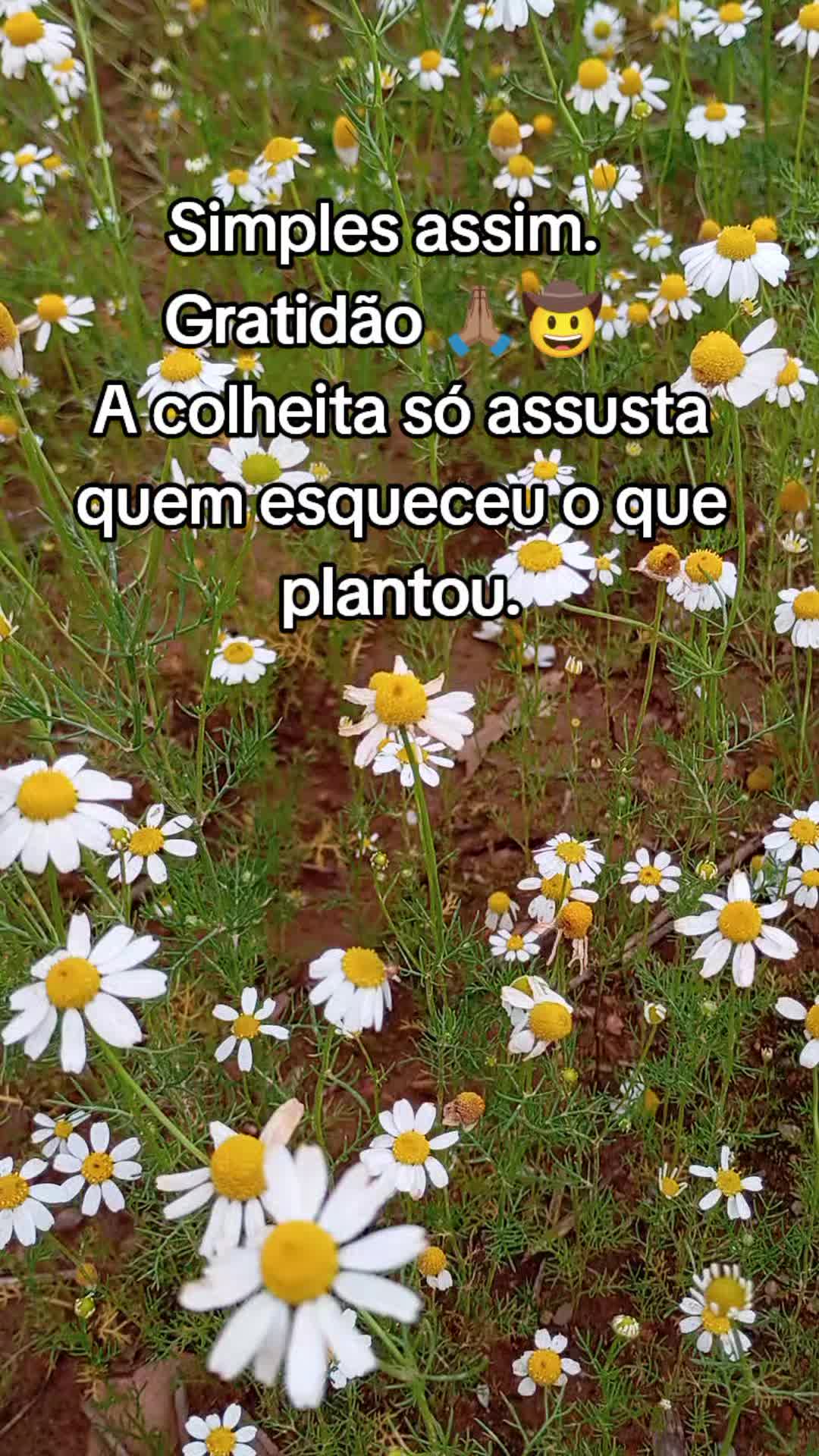 @Raiz da Roça Oficial