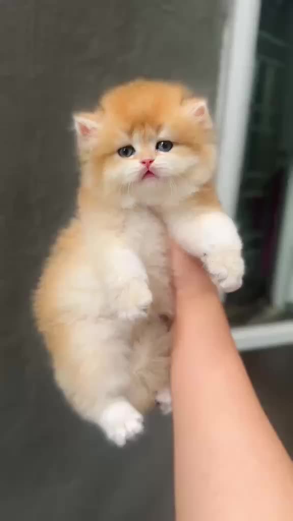 @fuyncats