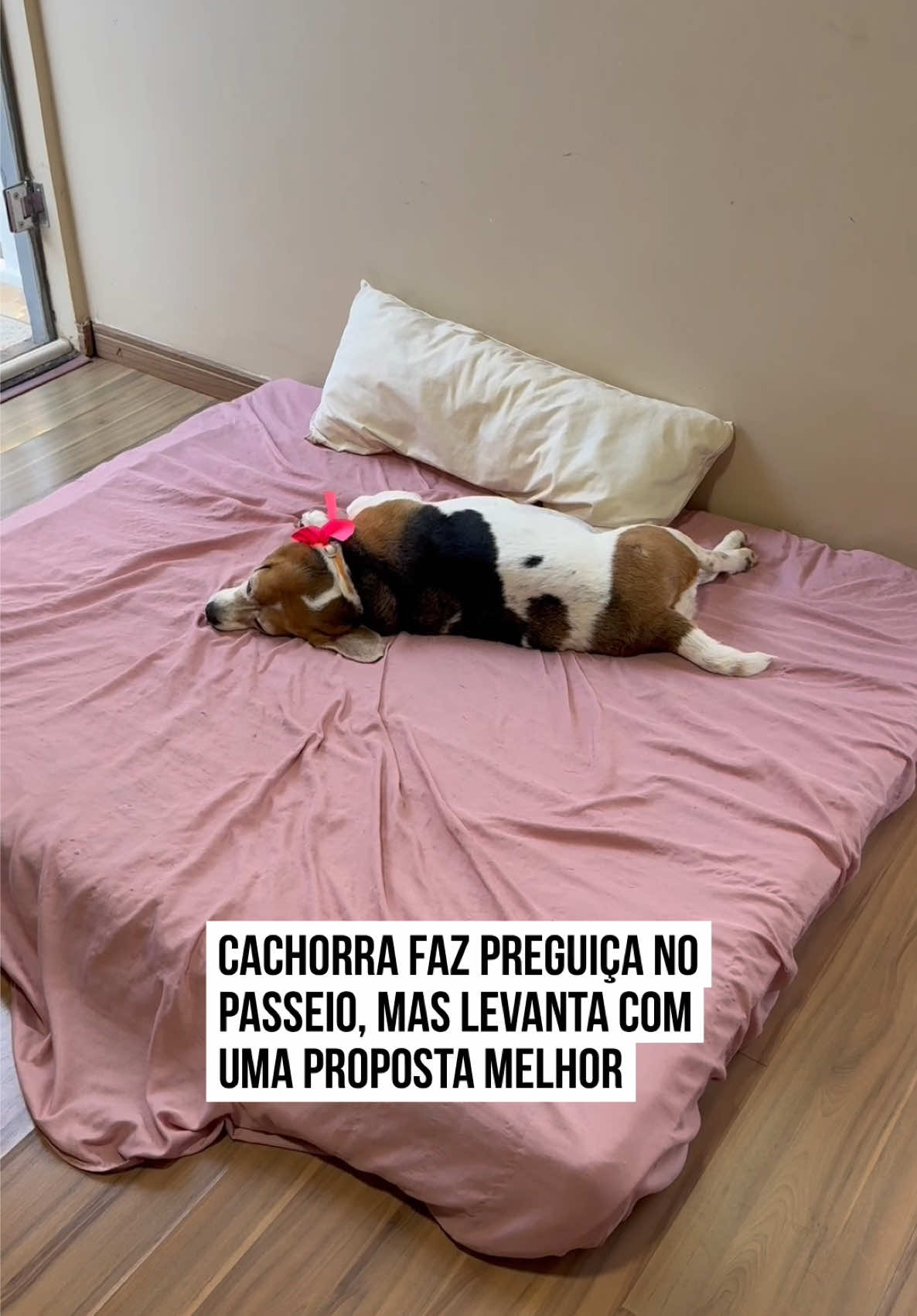 @Metrópoles Oficial
