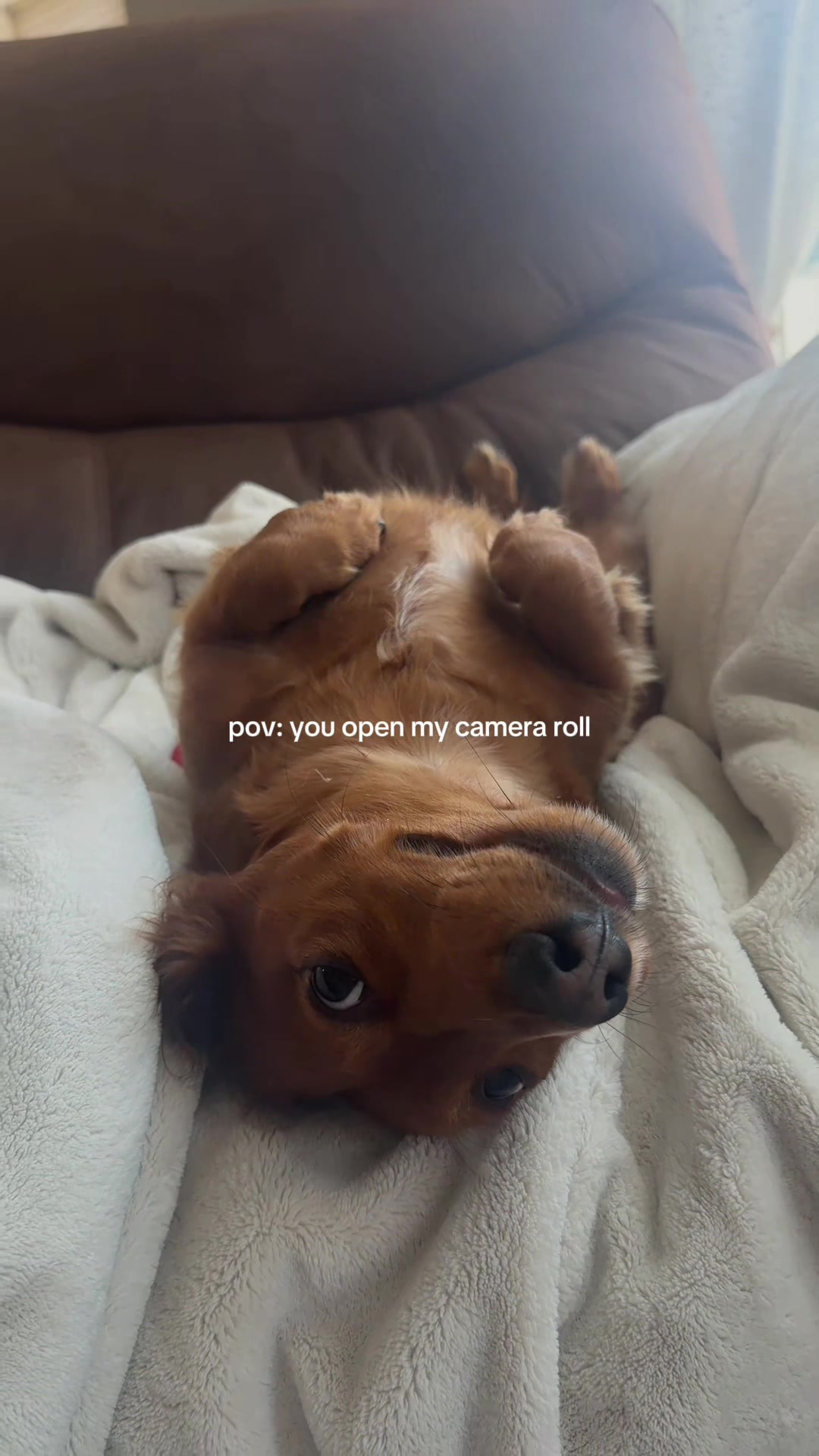 @charliebrownthedoxie