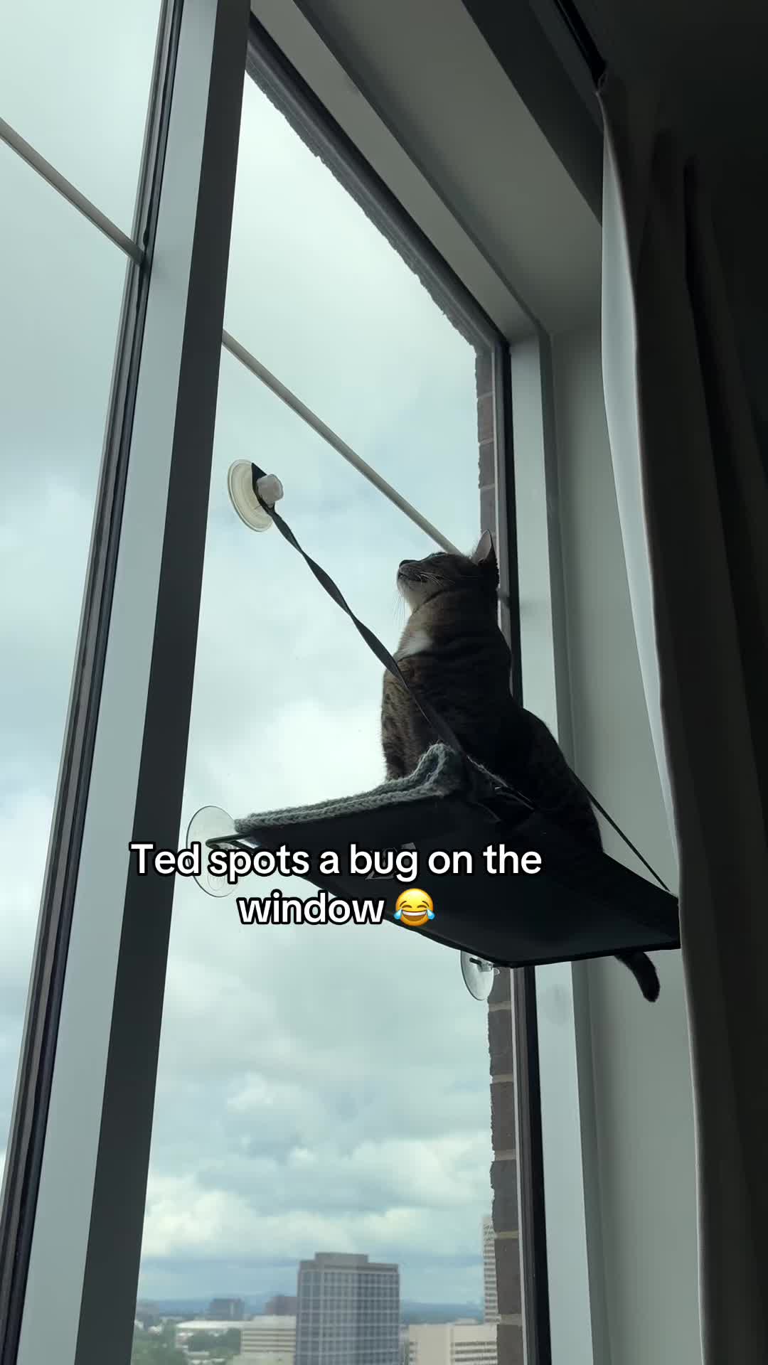 @Quinn The Calico