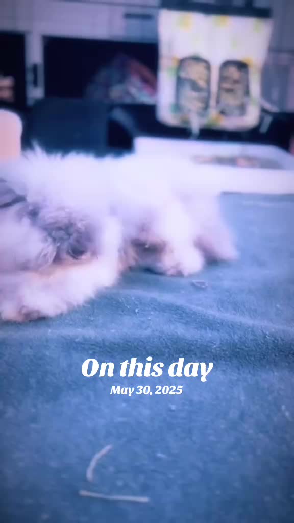 @Sir Crouton & Olive